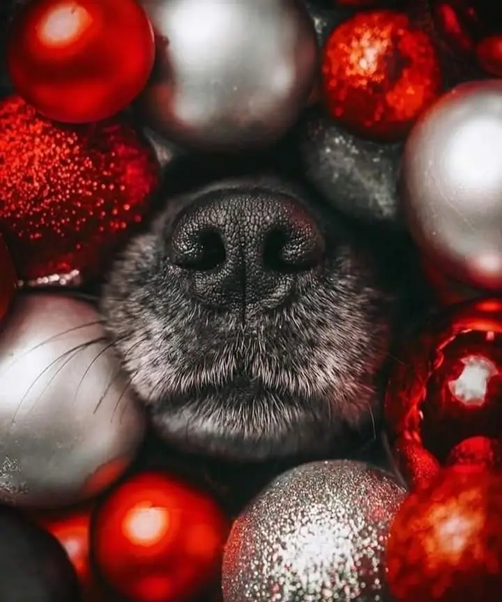 A close-up shot shows a dog's black nose and surrounding grey fur peeking out from between numerous red and silver Christmas…