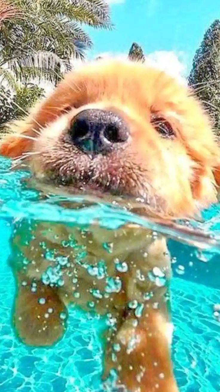 A close-up photo shows a fluffy golden puppy's face above the waterline in a bright blue swimming pool, with its body…