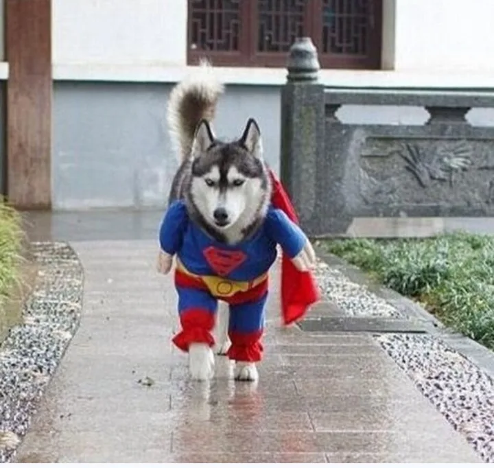 A husky dog wearing a full Superman costume, including a blue suit with red cape and yellow belt, walks confidently down a…