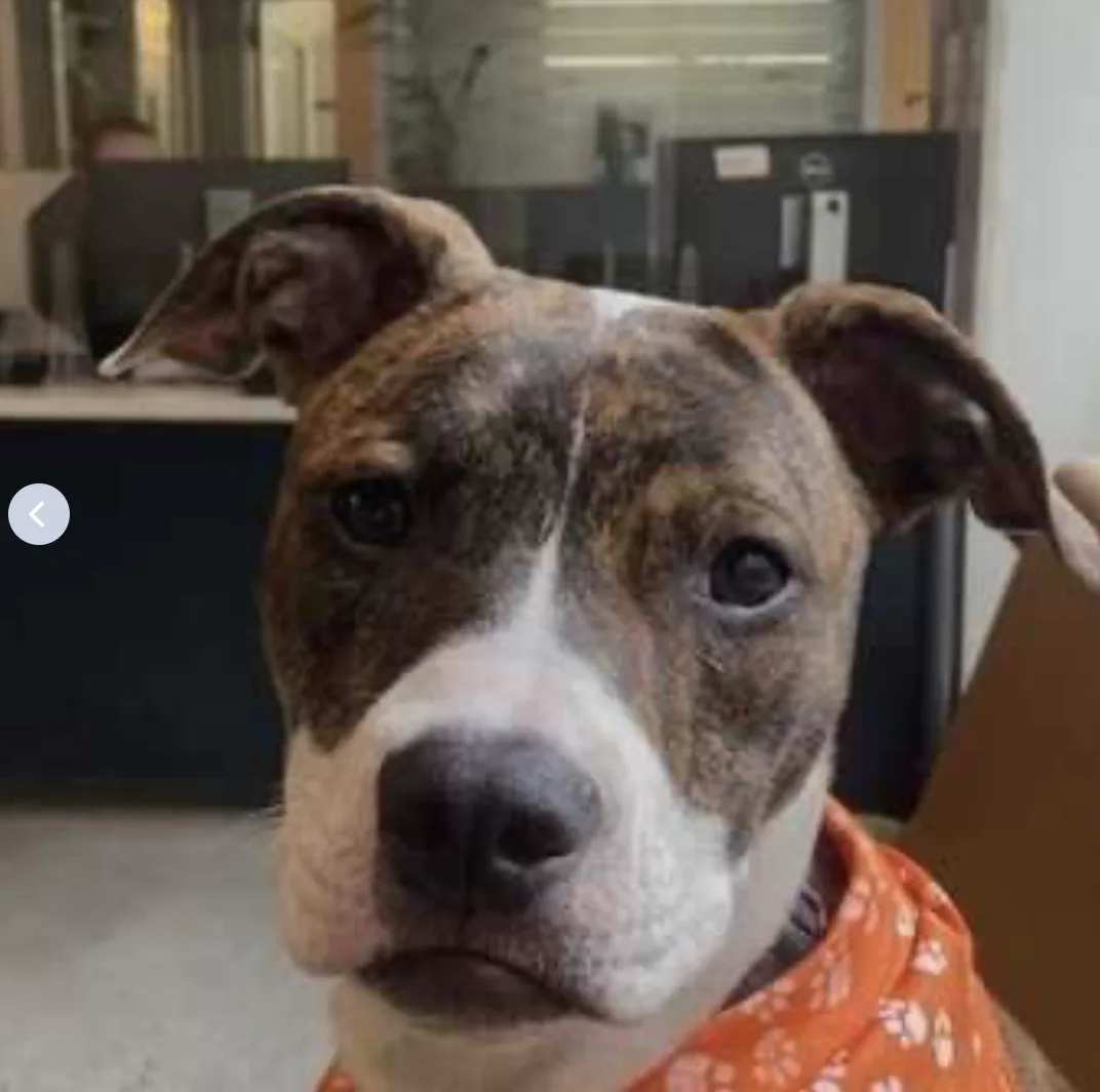 A close-up photo of a brindle and white pit bull-type dog wearing an orange bandana with white paw prints, looking directly…