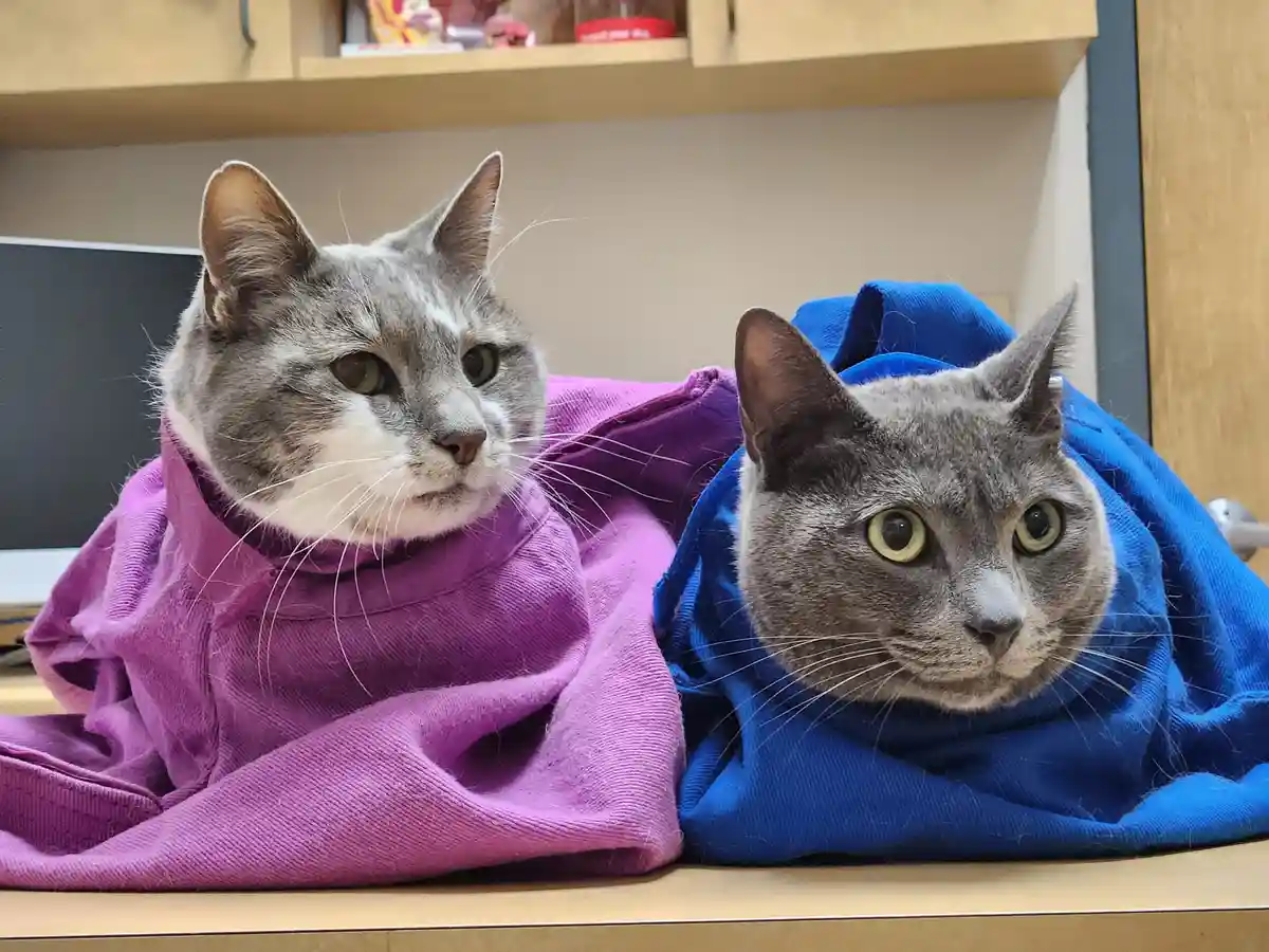 Two gray cats sit side-by-side on a wooden surface, each wrapped in a different colored hoodie — one in purple, the other in…