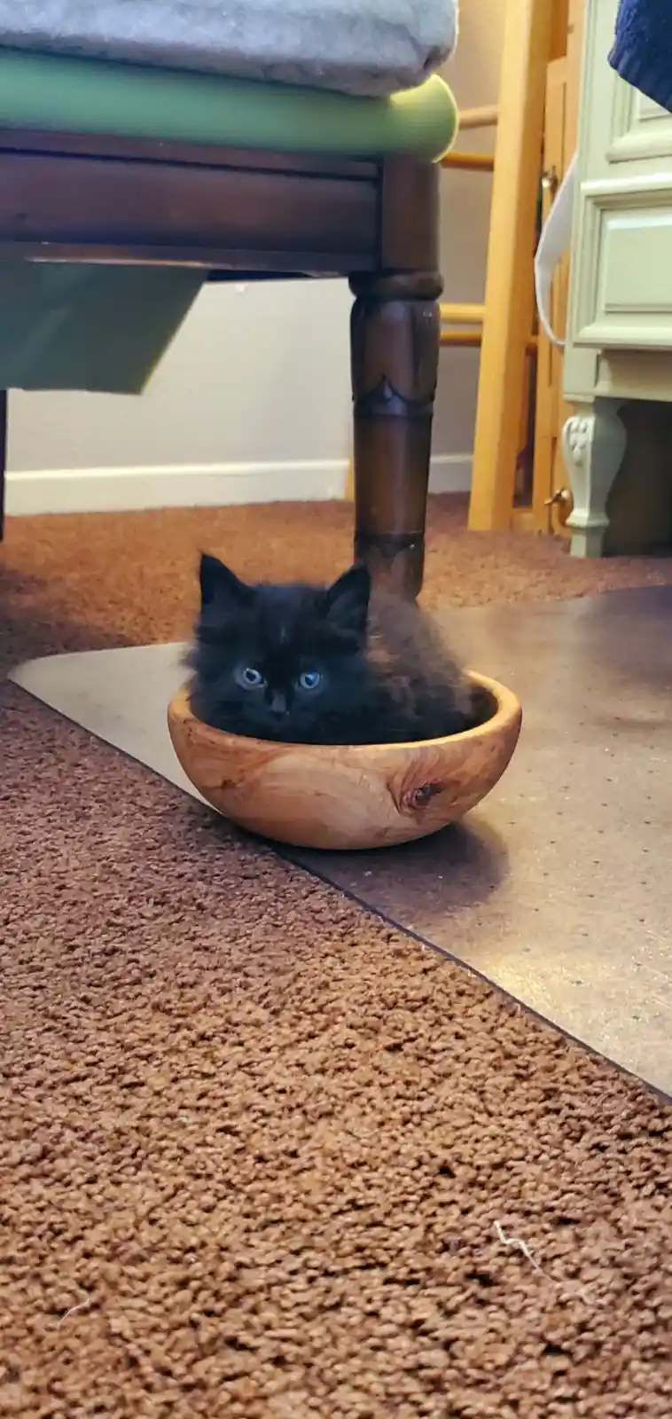 A small black kitten with bright blue eyes is curled up inside a wooden bowl sitting on a carpeted floor. The bowl is placed…