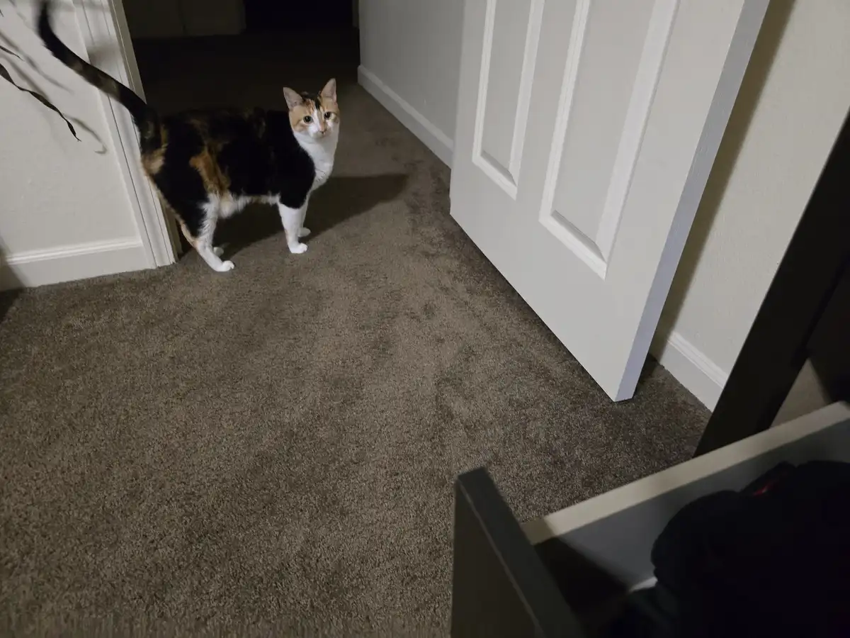 A calico cat stands in a dimly lit hallway on brown carpet, looking directly at the camera with a slightly startled…