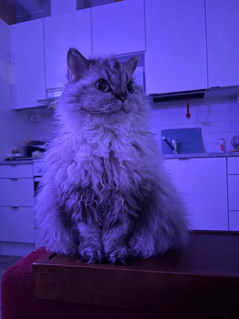 A fluffy, long-haired cat with wide, startled eyes sits upright on a wooden surface in a kitchen bathed in purple light. The…