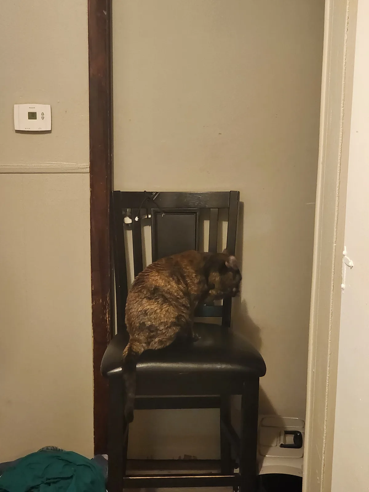 A tortoiseshell cat sits curled up on a dark wooden chair in a dimly lit room, facing away from the camera. The chair is…