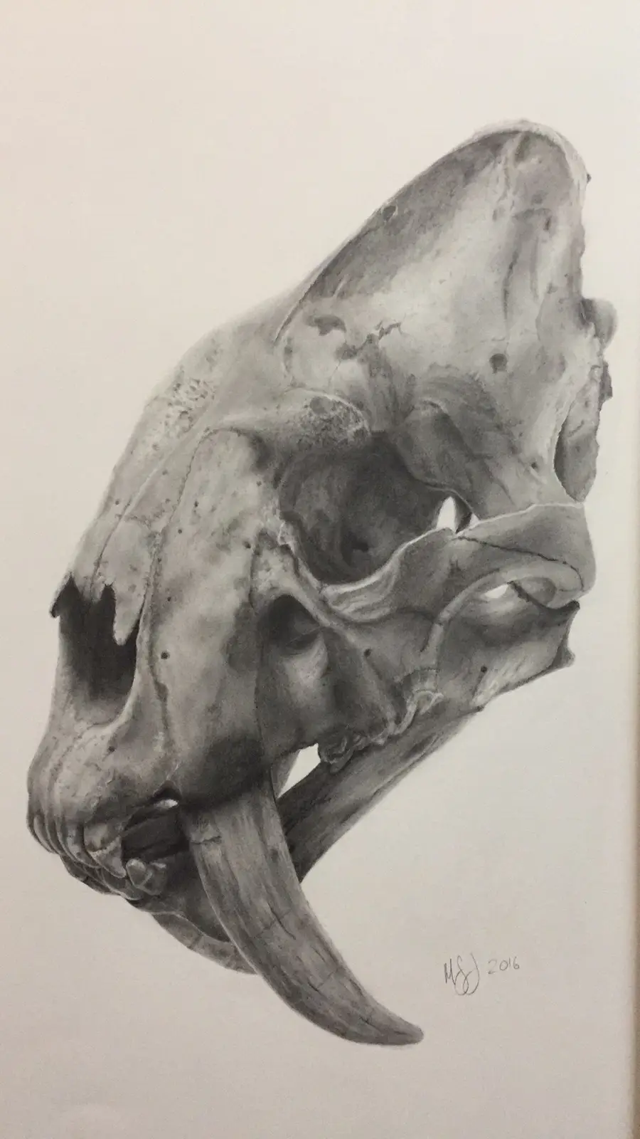 A detailed pencil drawing of a saber-toothed cat skull, showing its large fangs and eye sockets, with the text 'i'm not a…