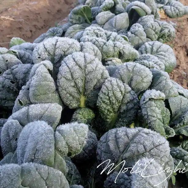 A close-up photograph shows rows of frost-covered green leafy vegetables growing in soil, their surfaces coated in a…