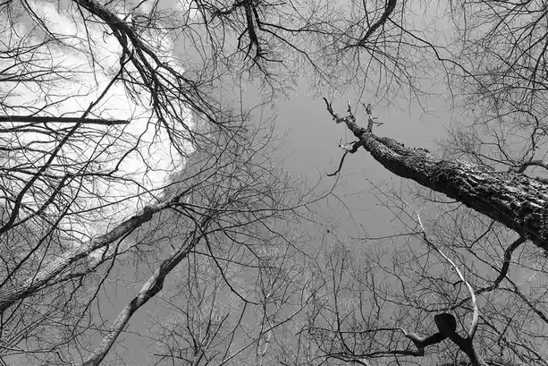 Just Sharing Some Tree Love!