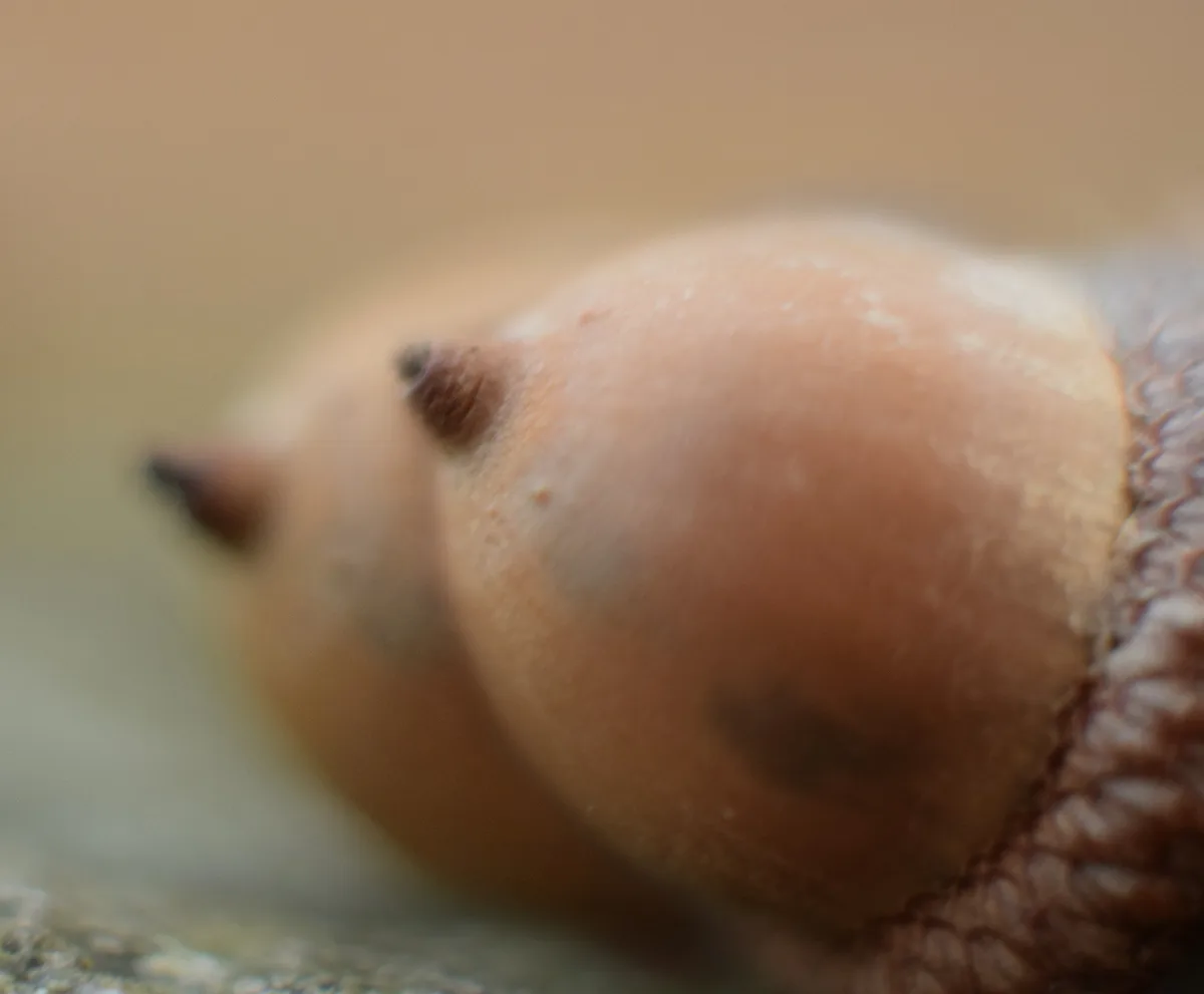 A close-up, blurry macro photograph of an acorn, focusing on its rounded, smooth nut portion and the textured cap. The…