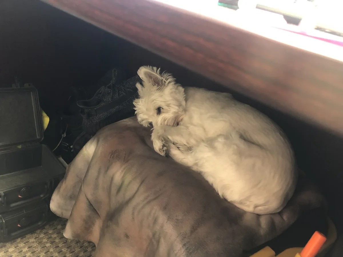 Meet My Adorable Desk Companion