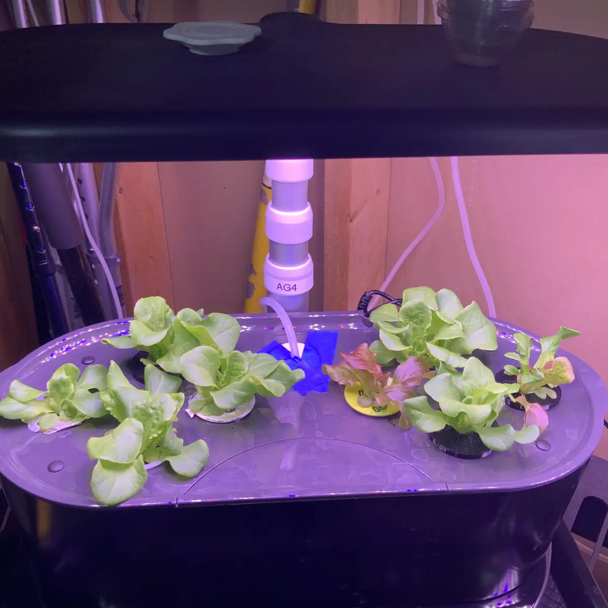 A hydroponic lettuce grow system under a purple LED grow light, with several green lettuce plants in individual cups on a…