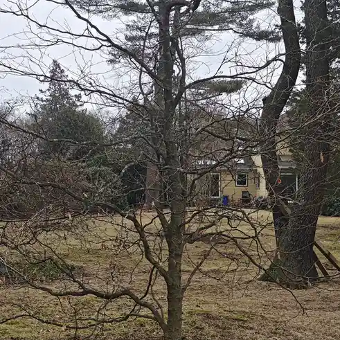 A bare-branched tree dominates the foreground of a yard with a yellow house visible in the background under an overcast sky…