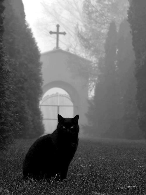 A black cat sits on grass in a foggy cemetery, with a stone archway and cross visible in the background. The image is in…