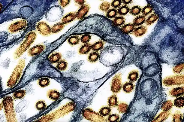 Is an Avian Flu Pandemic a Genuine Threat?