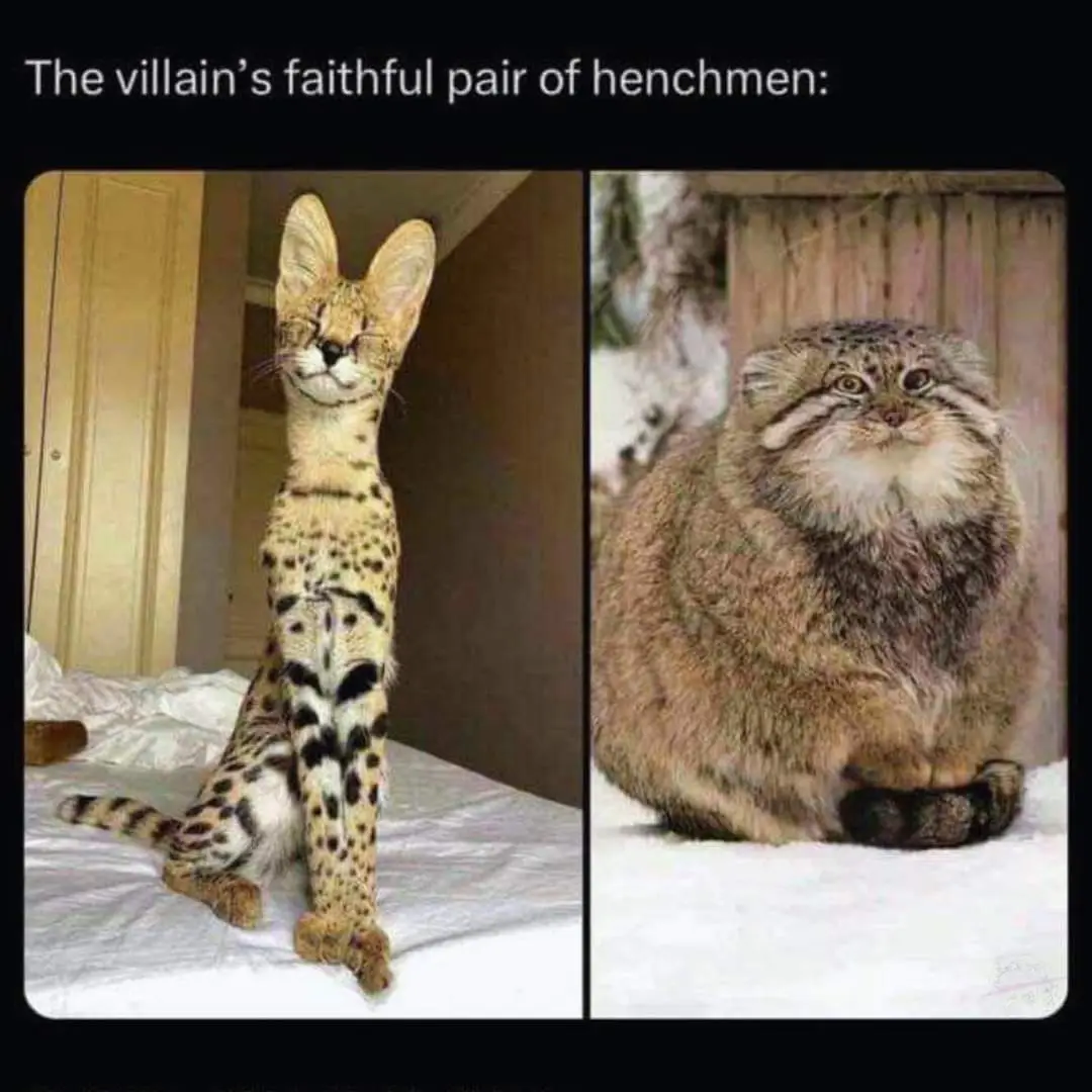 The image displays two side-by-side photos of cats. On the left, a slender spotted serval cat with large ears sits upright…