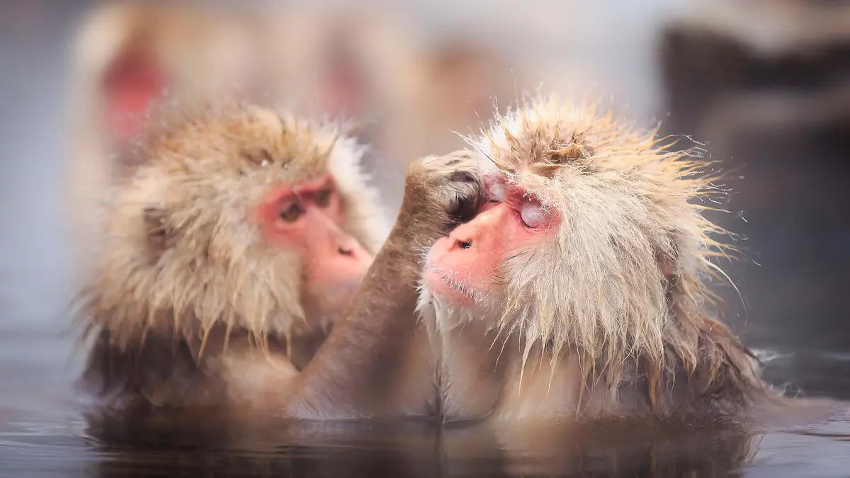Japanese macaques, also known as snow monkeys, venture into hot springs, or onsen, at Jigokudani Monkey Park for a warming…