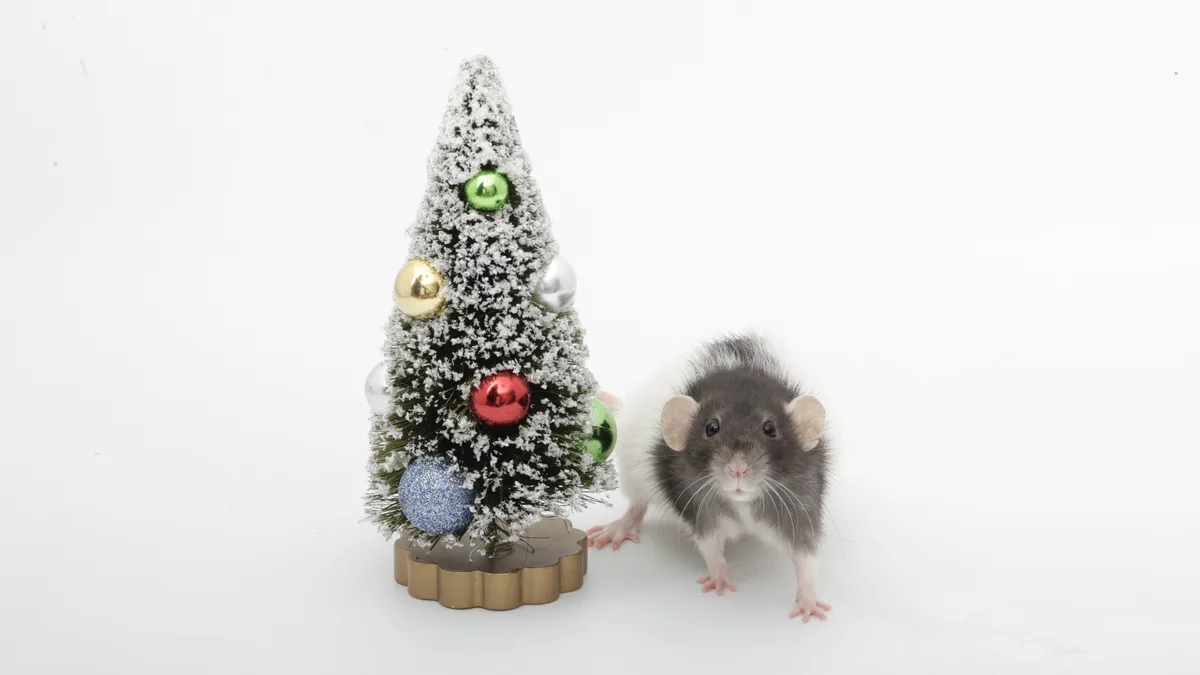 A small gray and white rat stands beside a miniature, snow-dusted Christmas tree decorated with colorful ornaments including…