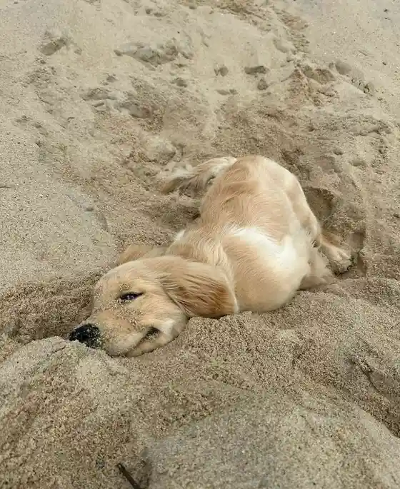 A golden retriever puppy is buried up to its head in light-colored sand on a beach, with only its back, tail, and ears…