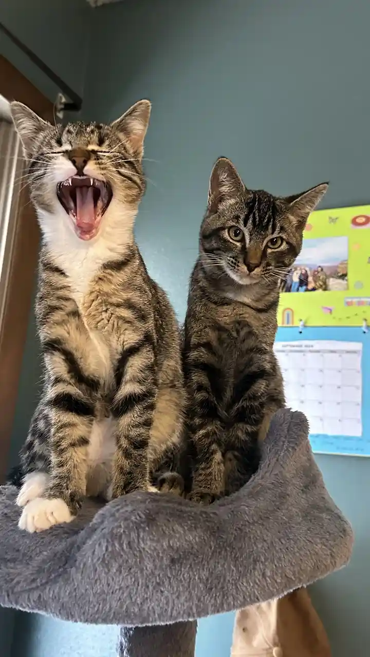 Two tabby cats sit side-by-side on a grey cat tree perch; the cat on the left is yawning widely with its mouth open, while…