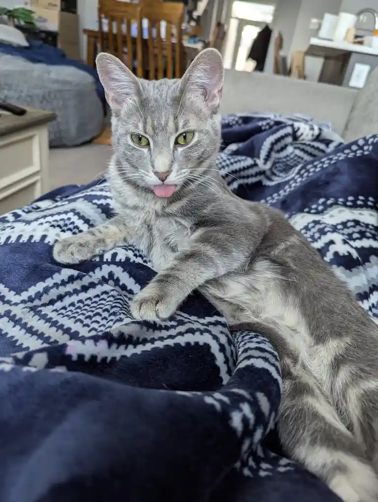 A gray tabby cat with green eyes is lying on a blue and white patterned blanket, looking directly at the camera with its…