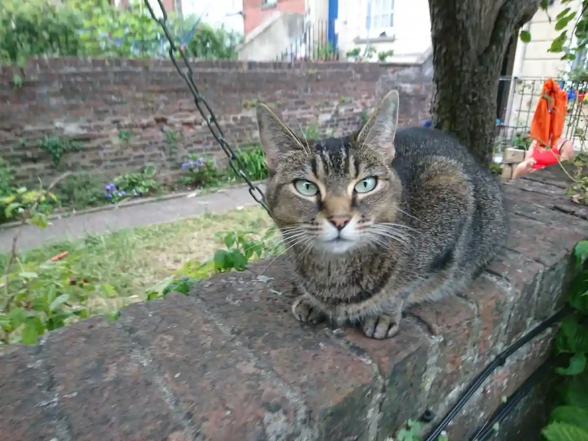 A tabby cat with striking green eyes sits alertly on a brick wall outdoors, looking directly at the camera. A black chain is…