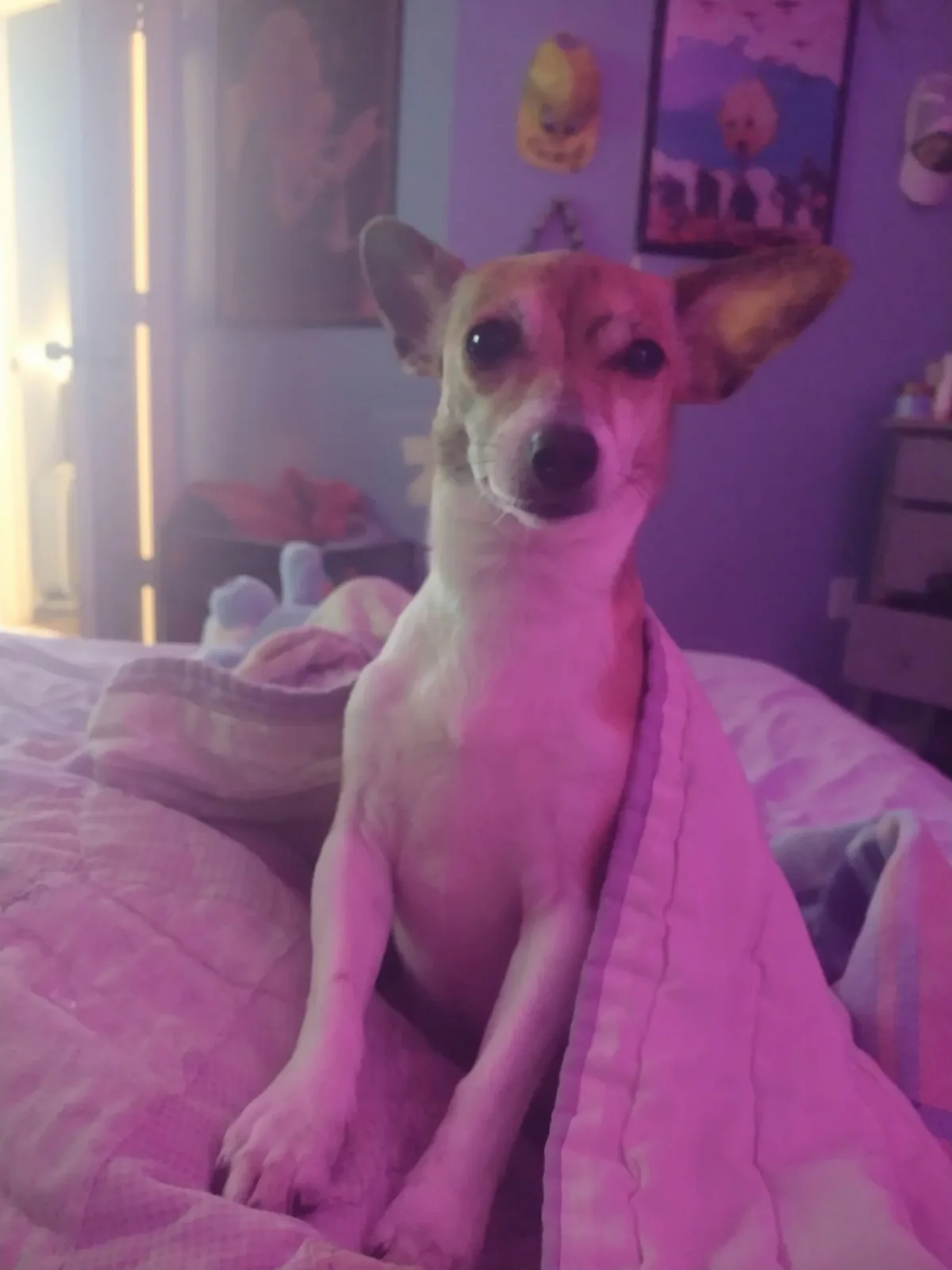 A small, light-colored dog with large ears sits upright on a bed covered in a pink blanket, looking directly at the camera…