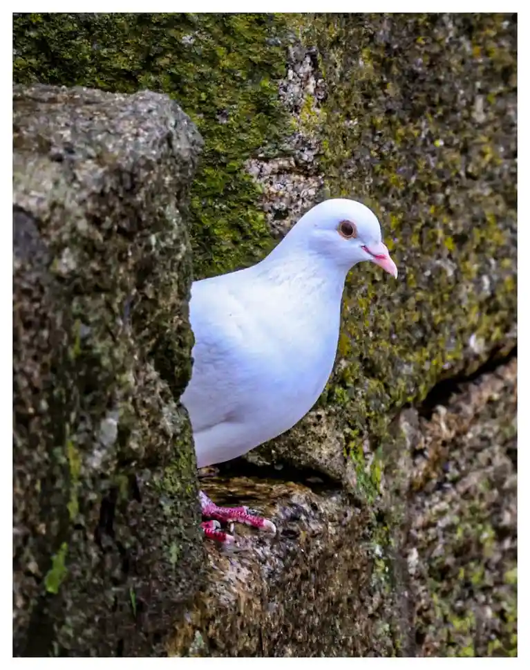 A white pigeon with pink feet and beak is perched in a mossy stone crevice, looking sideways. The overlaid text reads 'i'm…