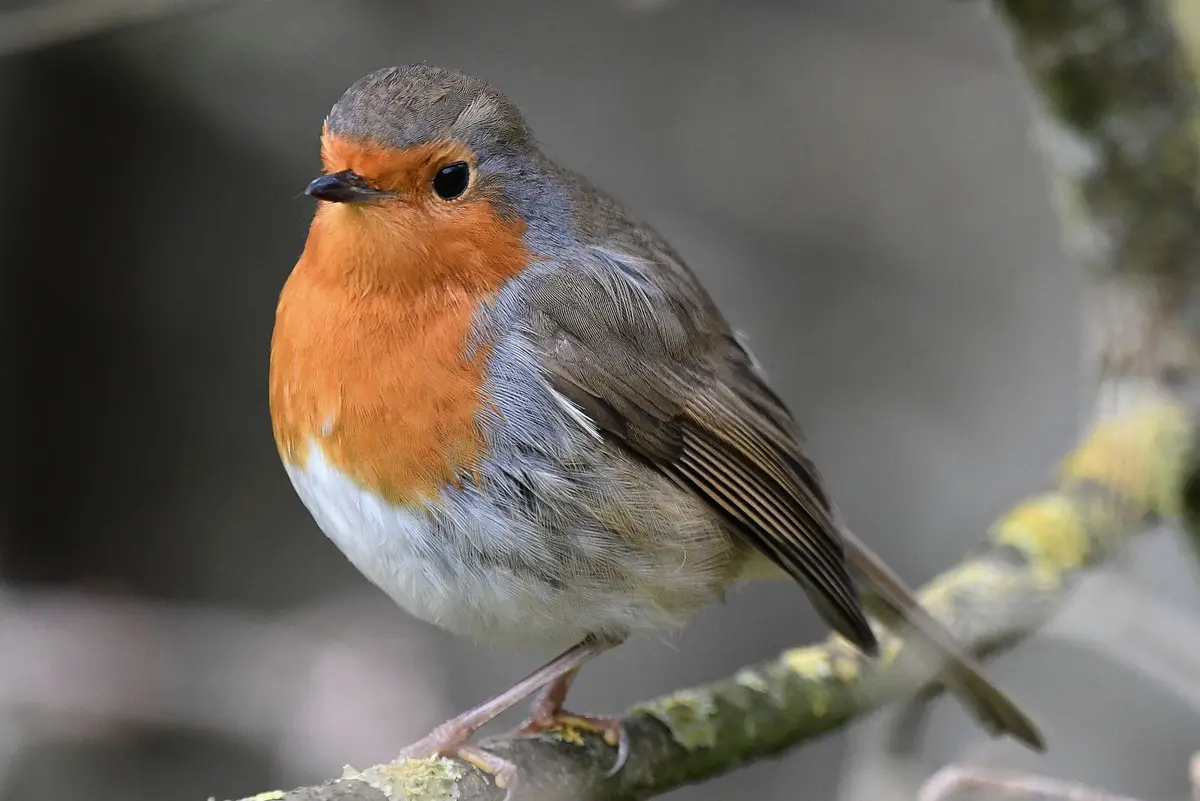 A close-up photograph of a European robin perched on a mossy branch, showing its orange-red breast, grey back, and white…