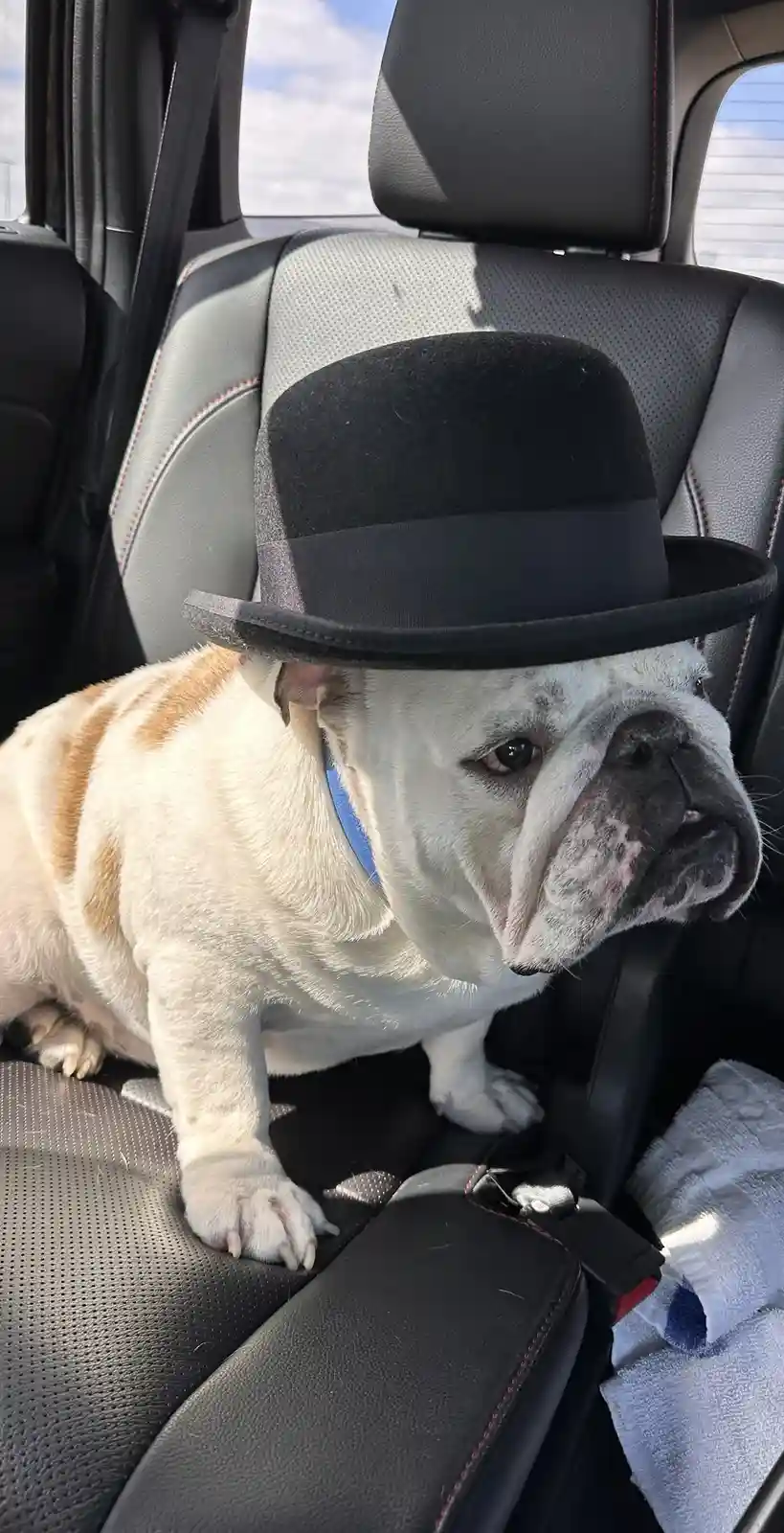 A white and tan bulldog with a blue collar sits in the backseat of a car wearing a black bowler hat, looking solemnly toward…