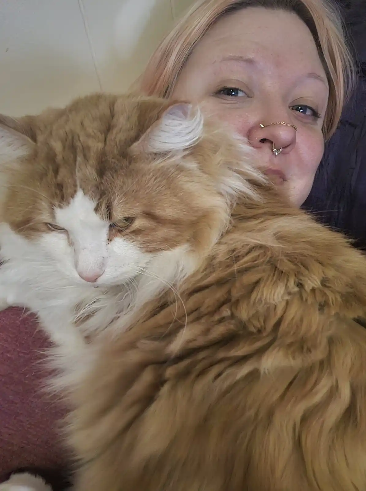 A person with blonde hair and a nose ring is holding a large, fluffy orange and white cat that appears very sleepy or…