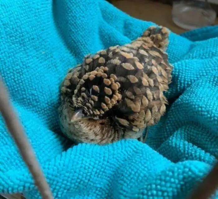 a small bird with brown and tan speckled feathers is curled up and sleeping on a bright blue towel, its head tucked into its…