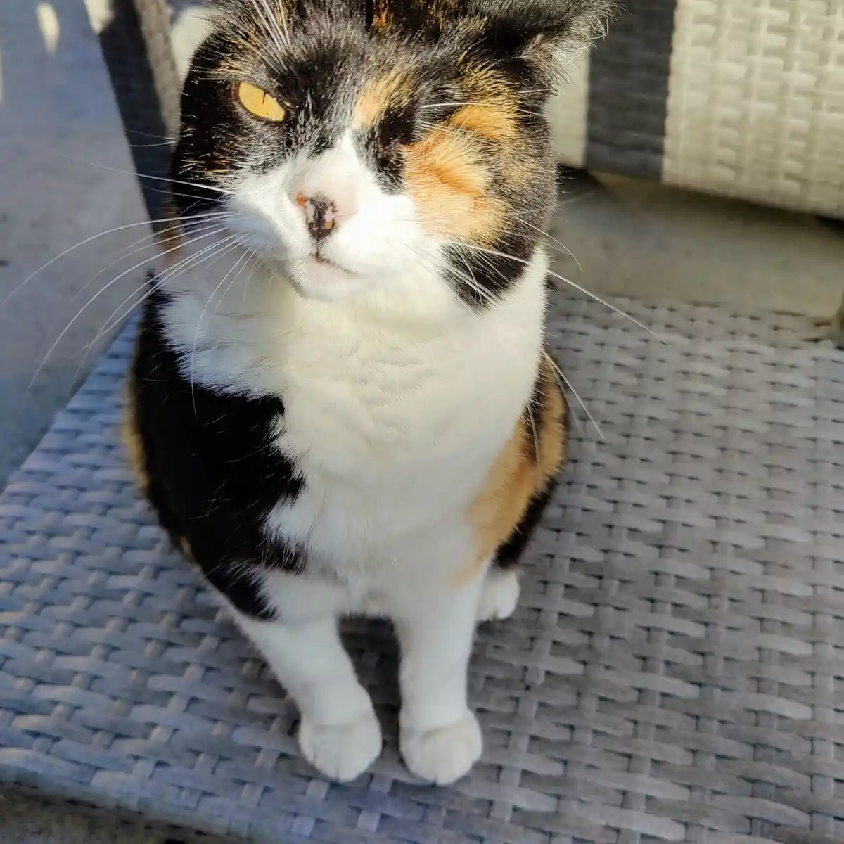 Meet Sophia: A Star in Her Own Right