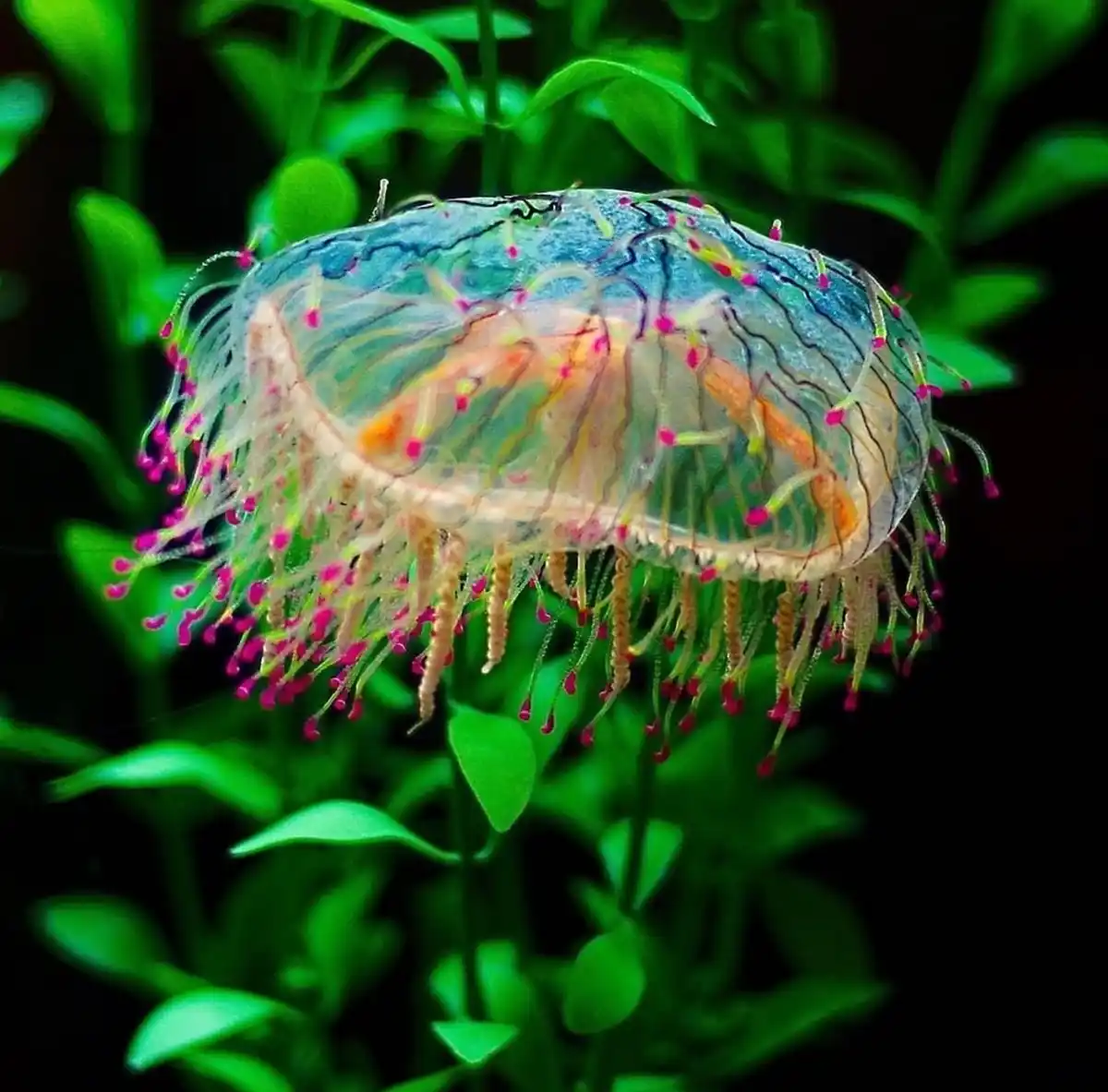 a translucent, colorful jellyfish with pink-tipped tentacles floats in front of blurred green aquatic plants, with the…