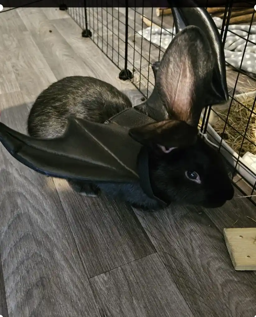 A black rabbit wearing a small black bat costume with wings and pointed ears sits on a wooden floor next to a wire cage. The…