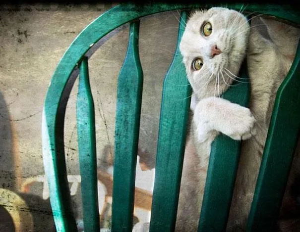Meet today's featured cat!