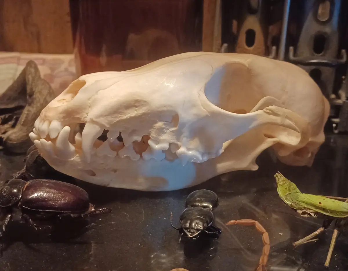 A close-up photo shows a large, white animal skull with sharp teeth, likely a cat or small predator, resting on a dark…