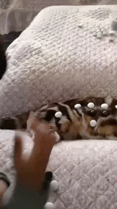 A tabby cat lies on a patterned couch as a person places black and white stones on its back. The cat then looks at the…