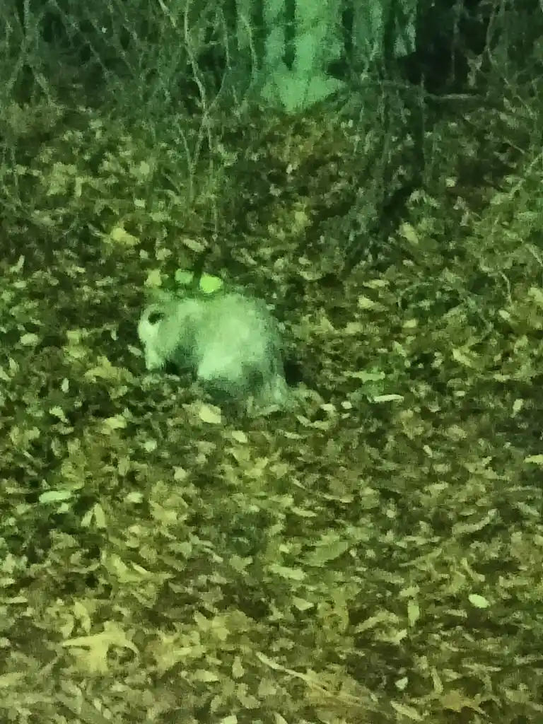 A blurry, green-tinted night-vision photo shows a small, furry animal, likely a raccoon, standing in a leaf-covered forest…