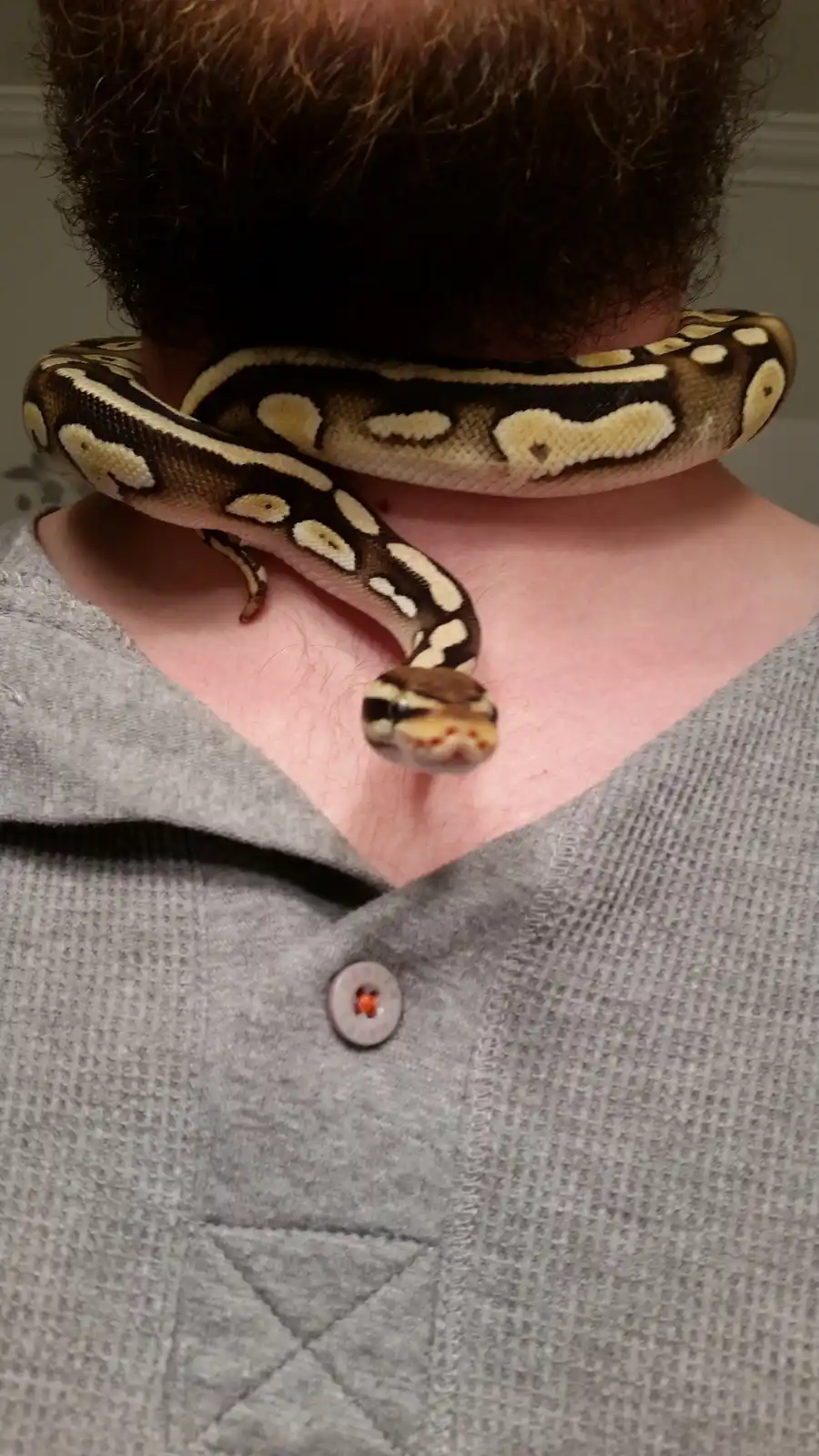A close-up photo shows a person with a thick brown beard wearing a grey button-up shirt, with a ball python coiled around…