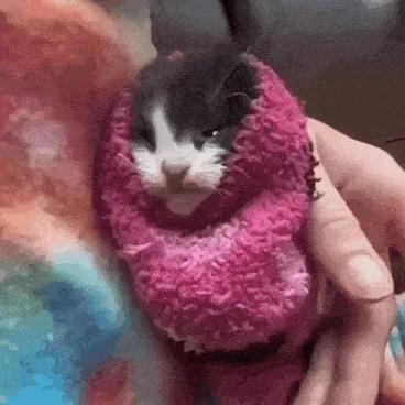 A grid of six identical images shows a small black-and-white kitten wrapped snugly in a bright pink, fluffy scarf held in…