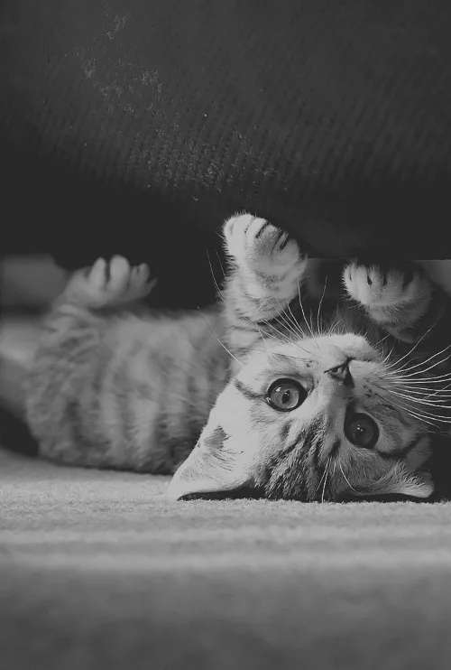 A black and white photo shows a tabby kitten lying on its back under a piece of furniture, looking up with wide, startled…