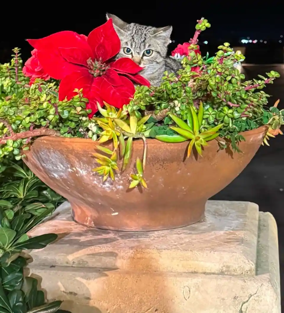 A small tabby kitten with wide blue eyes is peeking out from behind vibrant red poinsettia flowers and green succulents…