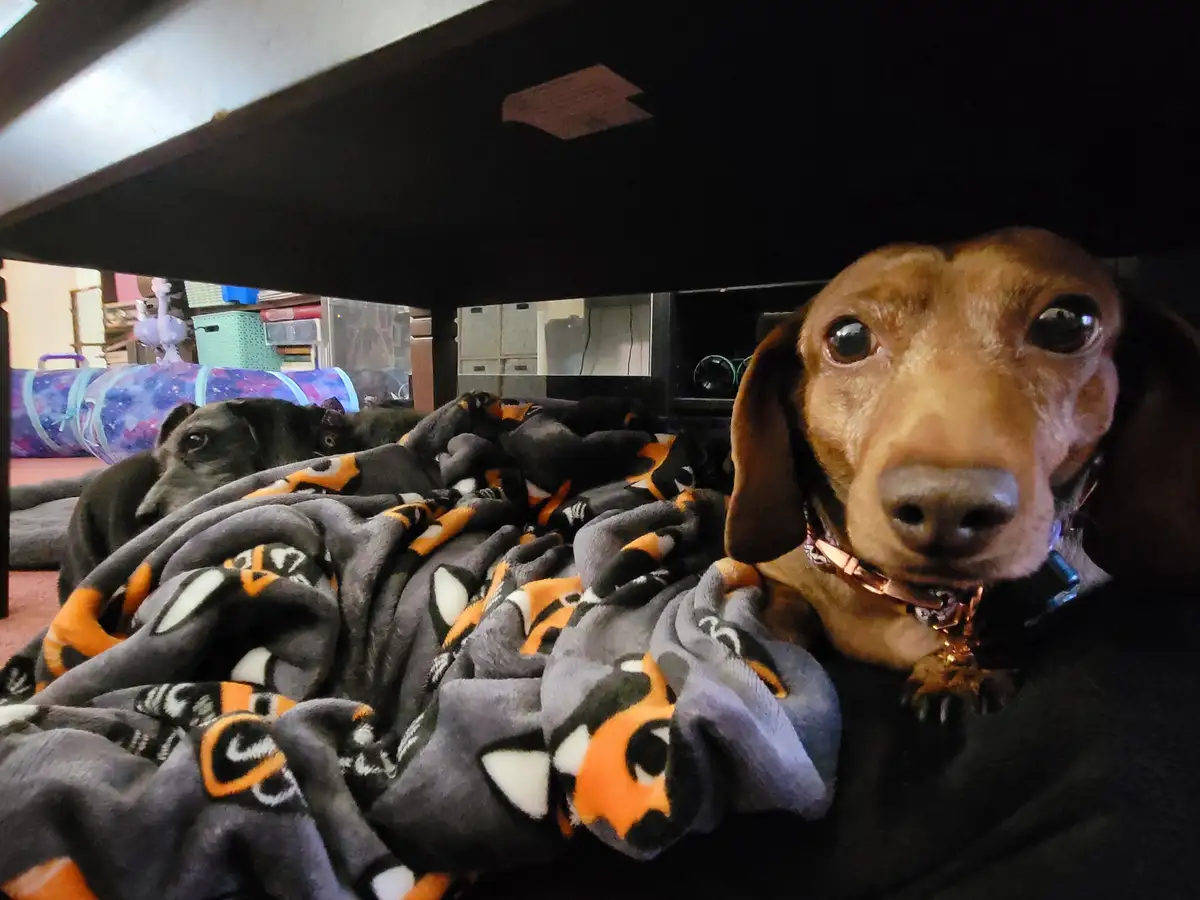 A brown dachshund with large, expressive eyes peers directly at the camera from under a piece of furniture, partially…