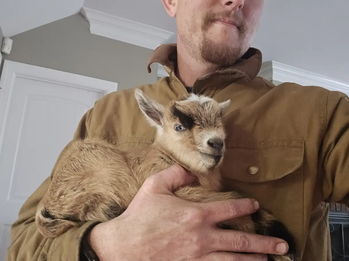 A man in a brown shirt holds a small baby goat with a distinctive black patch over one eye. The goat looks directly at the…