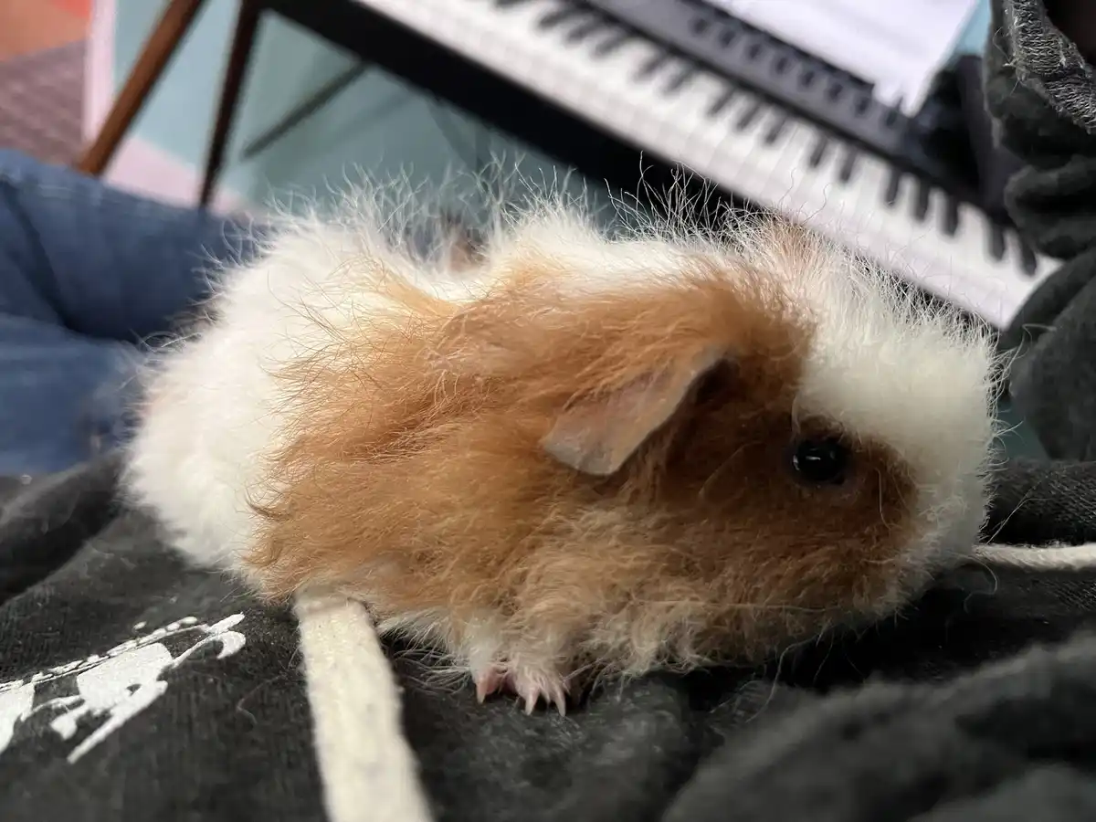 A close-up photo shows a fluffy, brown-and-white guinea pig resting on a dark blanket, with a keyboard visible in the…