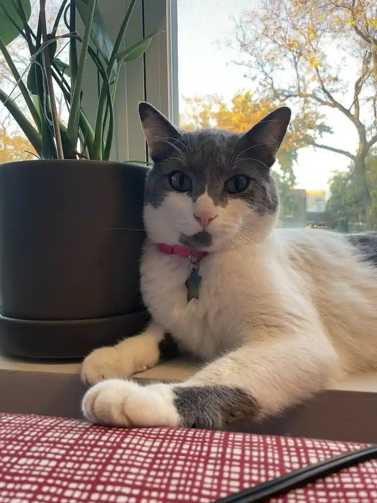 A gray and white domestic cat with a pink collar and a star-shaped tag is lying on a windowsill next to a large potted…