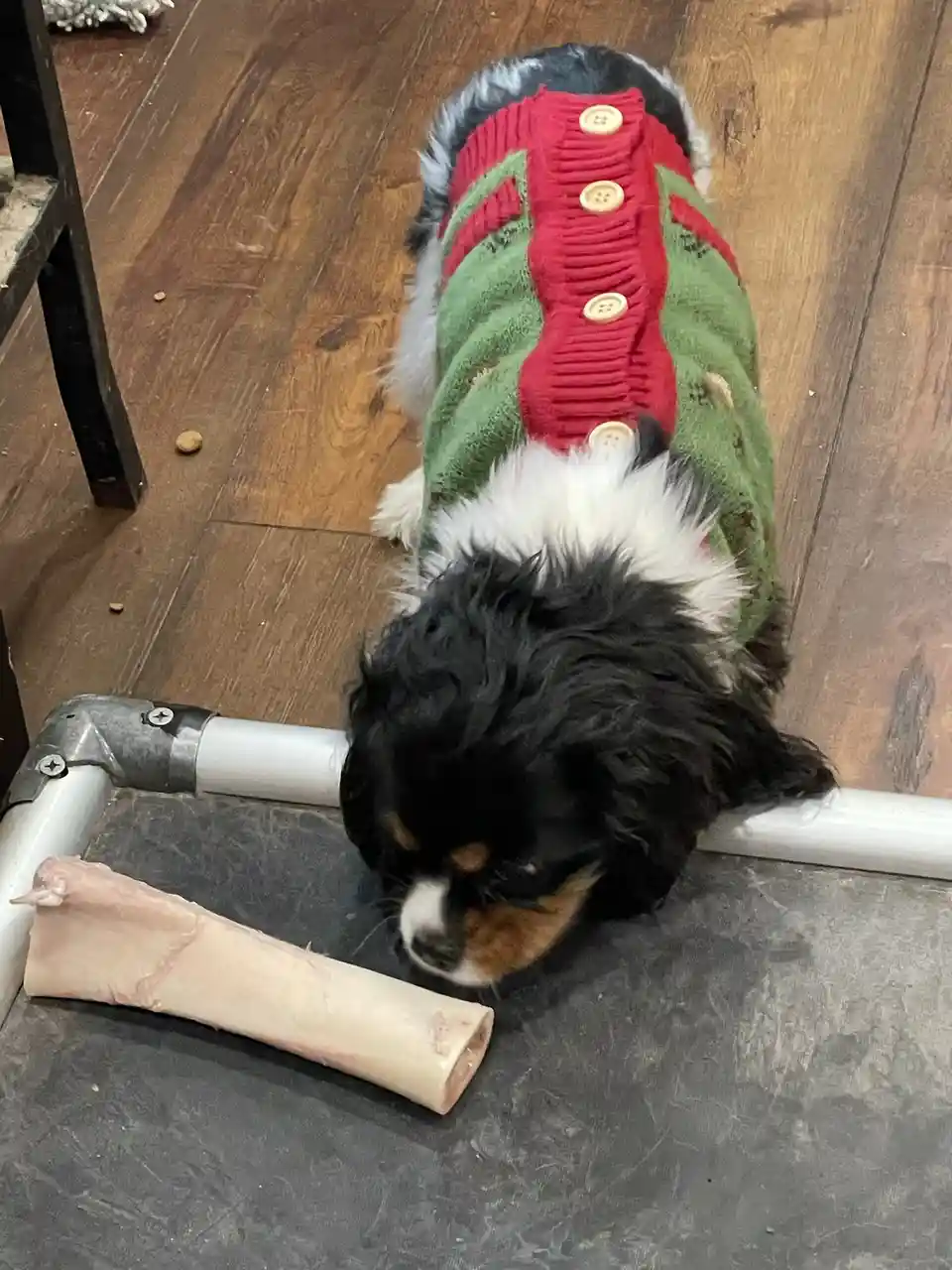 A small black, white, and tan dog wearing a red and green knitted sweater with buttons is sniffing a large raw bone on a…