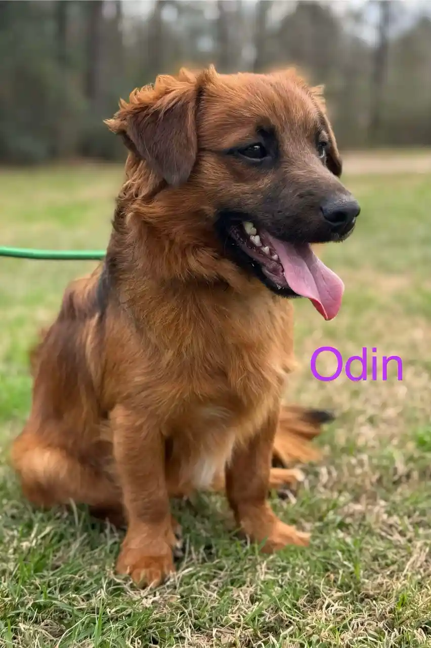 A medium-sized, fluffy brown dog with floppy ears and a pink tongue sticking out sits on green grass, looking off to the…