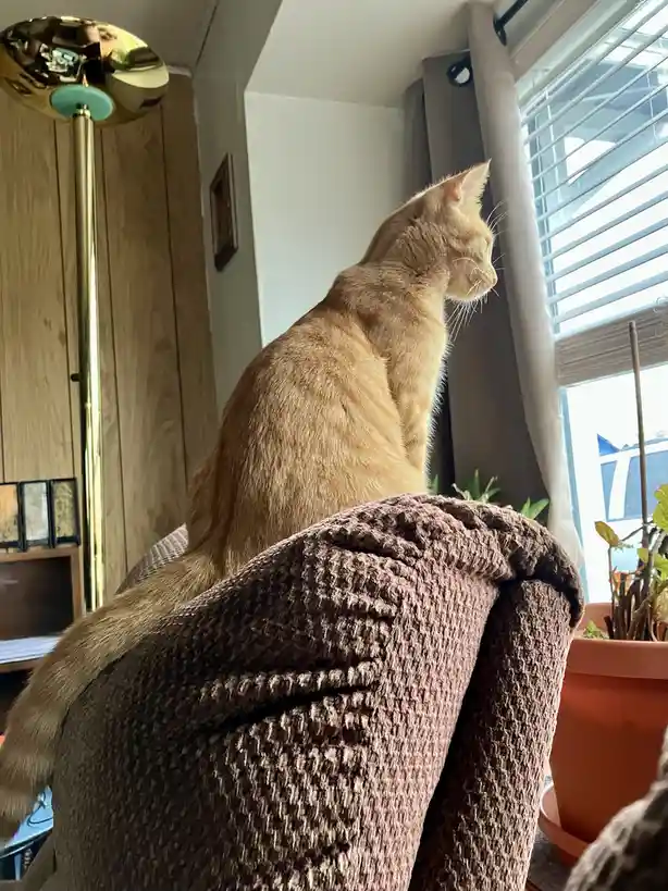 An orange tabby cat sits perched on the back of a brown textured armchair, gazing intently out a window with blinds. The…