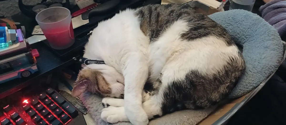 A tabby and white cat is curled up asleep on a blue pet bed next to a desk with a red-lit keyboard and a plastic cup. The…